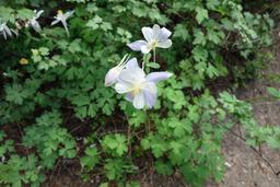 Colorado style columbines in wyoming [sat jul 3 15:11:32 mdt 2021]